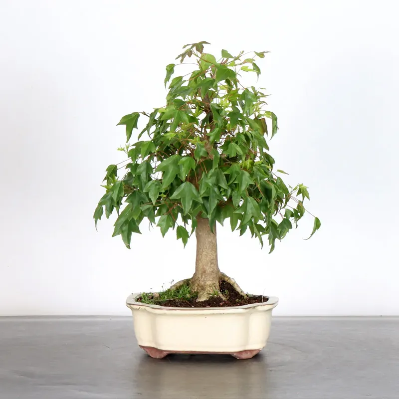 Bonsai Erable Burger AB-1-4