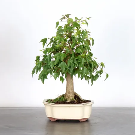 Bonsai Maple Burger AB-1-4