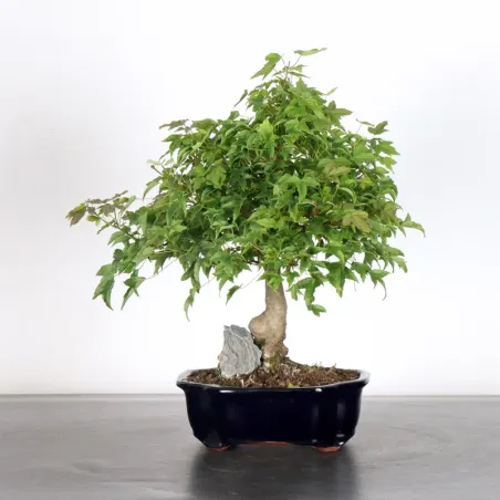 image supplémentaire - Érable "ACER BUERGERIANUM"...