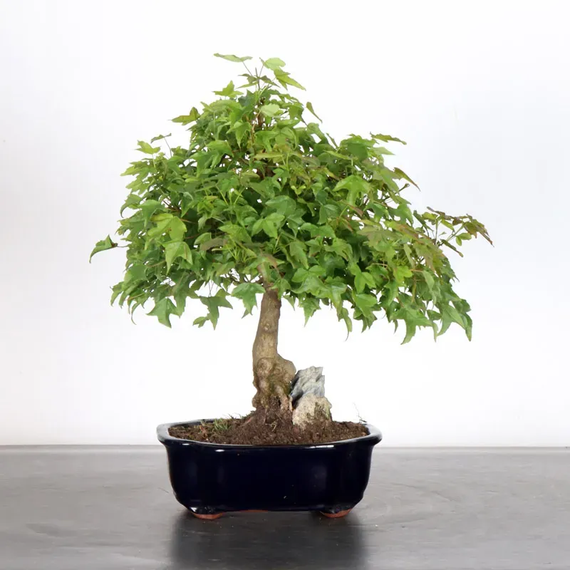 Maple "ACER BUERGERIANUM" with rock 1-6
