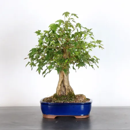 Bonsai Erable Burger AB-2-2
