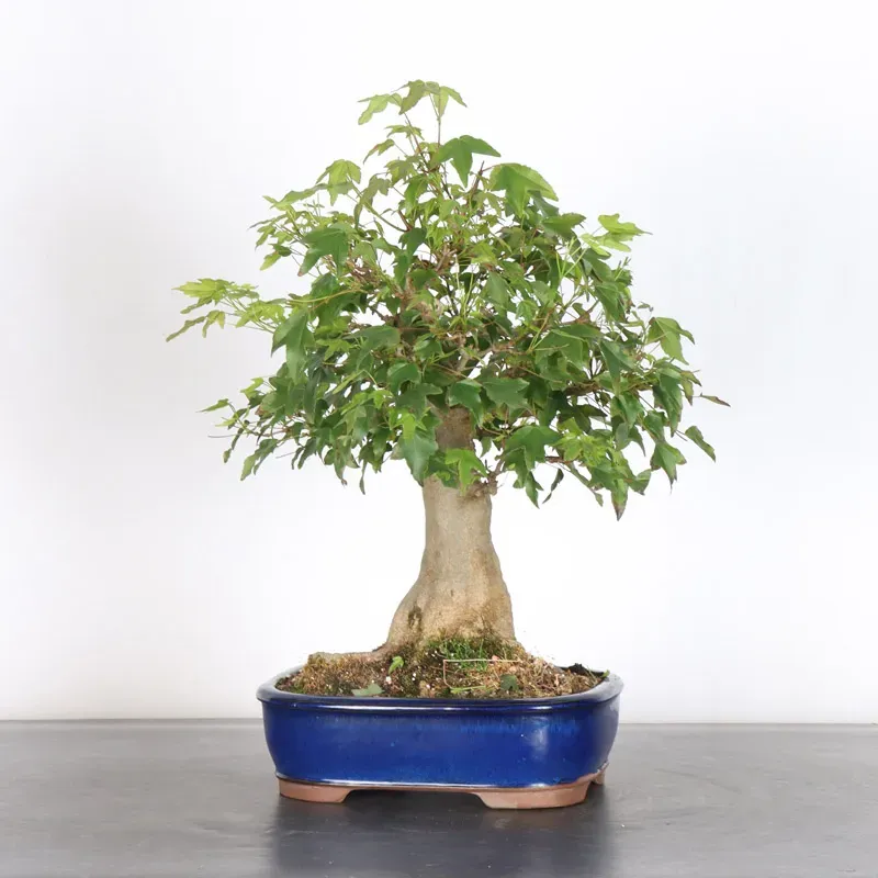 image supplémentaire - Érable "ACER BUERGÉRIANUM" 2-2