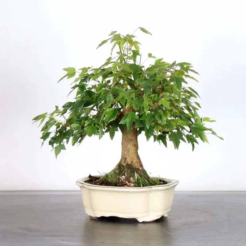Bonsai Erable Burger AB-1-2