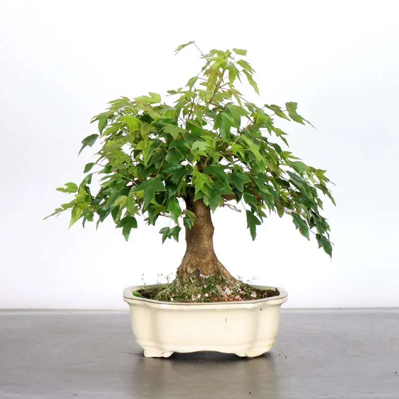image supplémentaire - Érable "ACER BUERGERIANUM" 1-2