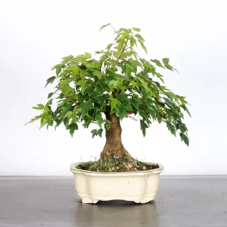 image supplémentaire - Érable "ACER BUERGERIANUM" 1-2