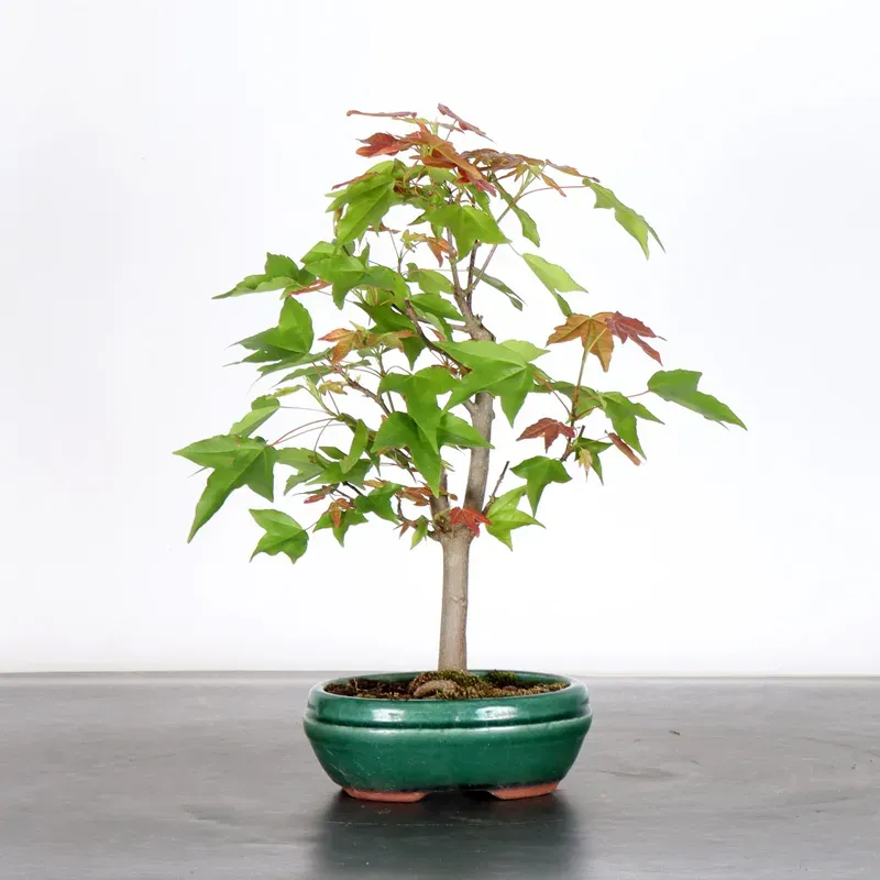 Bonsai Erable Burger AB-2-1