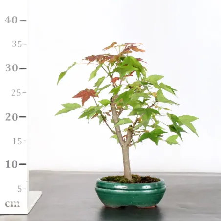 image supplémentaire - Maple "acer buergerianum" 2-1