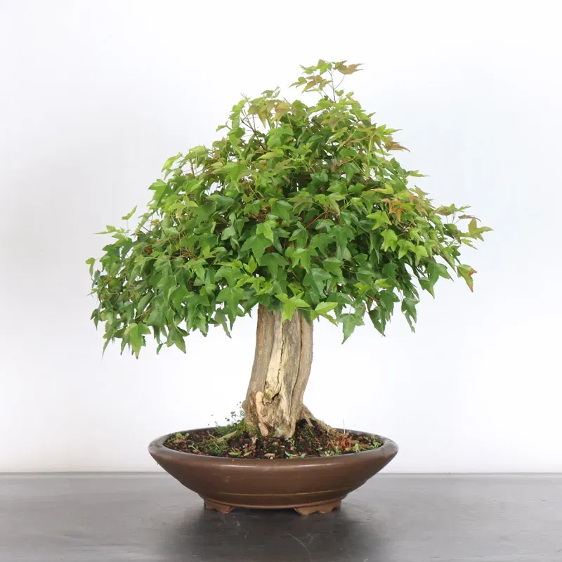 Bonsai Erable Burger AB-3-10