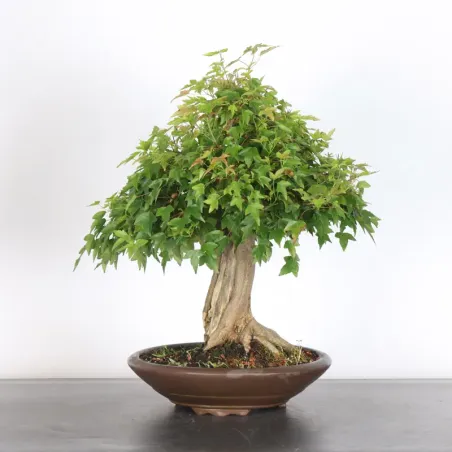 image supplémentaire - Maple "acer buergerianum" 3-10