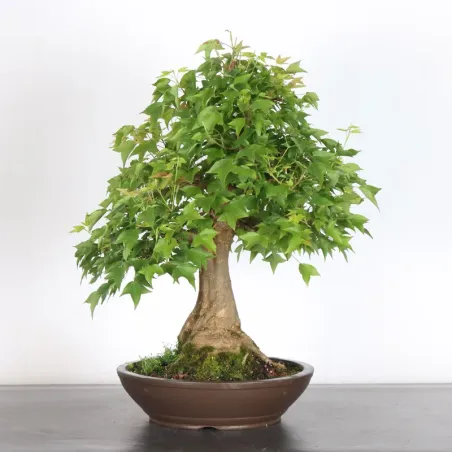 image supplémentaire - Maple "acer buergerianum" 4-7