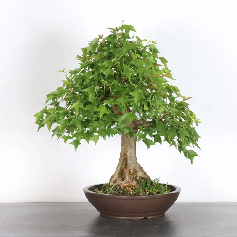 Bonsai Erable Burger AB-4-7