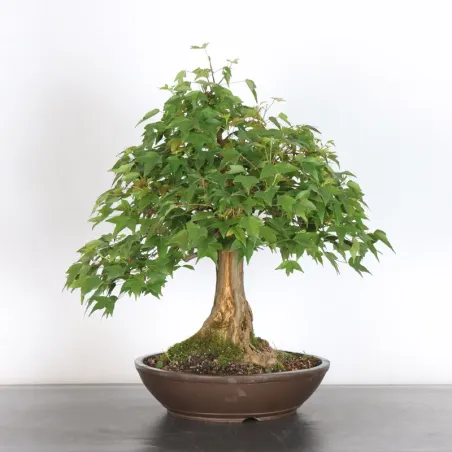 Bonsai Maple Burger AB-4-8