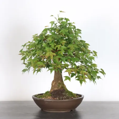 image supplémentaire - érable "acer buergérianum"...