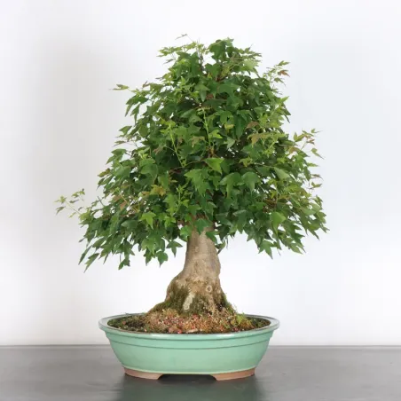 image supplémentaire - Érable "ACER BUERGÉRIANUM"...