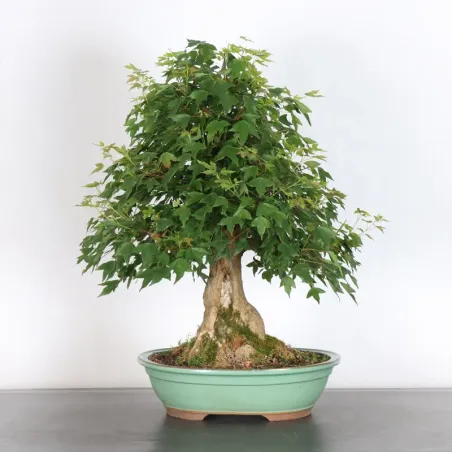 Maple "ACER BUERGÉRIANUM" 3-16