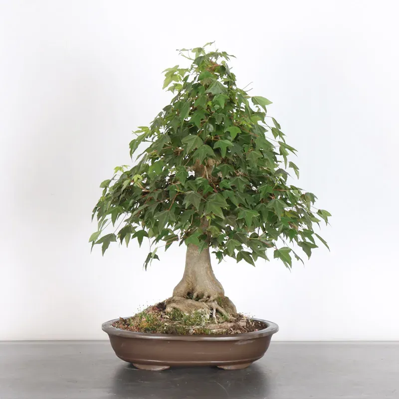 Bonsai Erable Burger AB-3-4