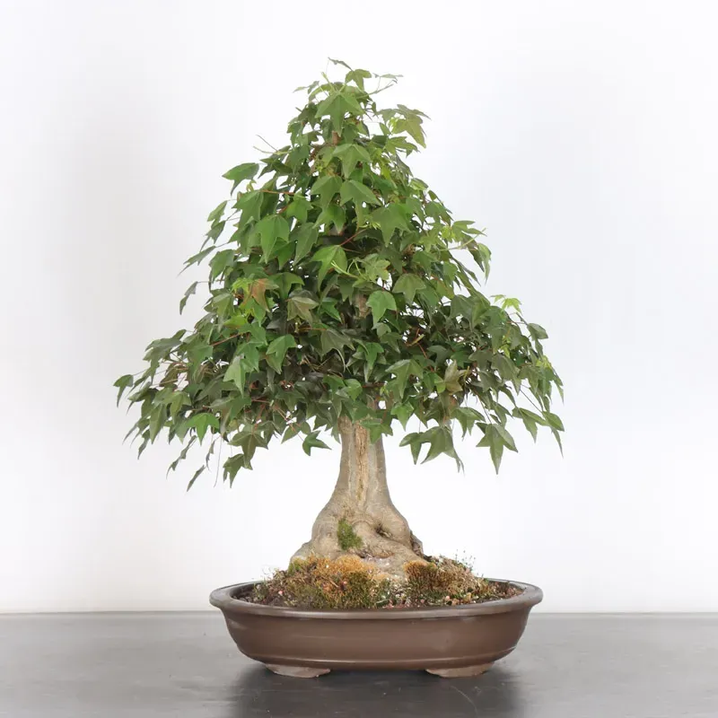 image supplémentaire - Érable "ACER BUERGÉRIANUM" 3-4