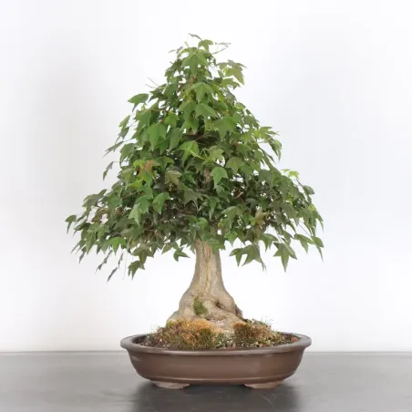 image supplémentaire - Érable "ACER BUERGÉRIANUM" 3-4