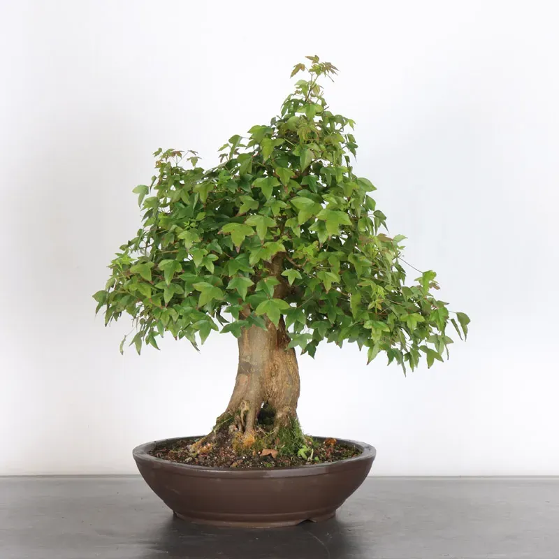 image supplémentaire - Érable "ACER BUERGÉRIANUM" 4-3