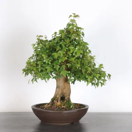 image supplémentaire - Maple "acer buergerianum" 4-3
