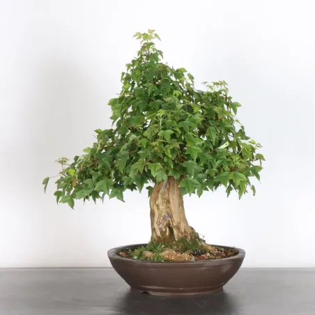 Maple "acer buergerianum" 4-3