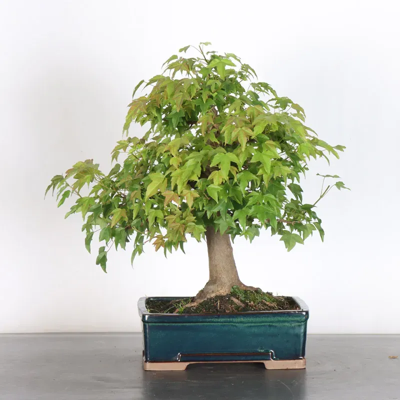 Érable "ACER BUERGÉRIANUM" 1-28