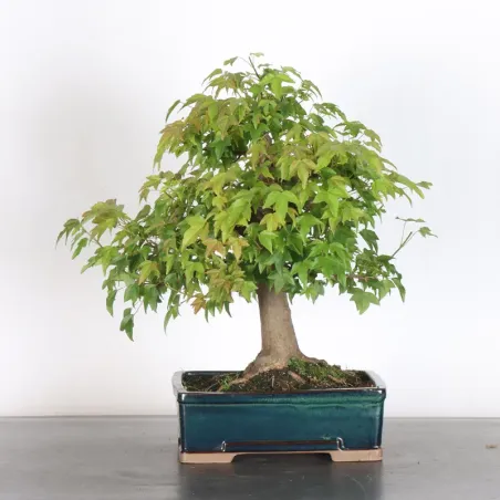 Maple "ACER BUERGÉRIANUM" 1-28
