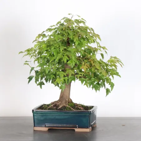 image supplémentaire - Maple "ACER BUERGÉRIANUM" 1-28
