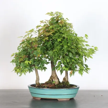 Bonsai Maple Grove ABF-1-3