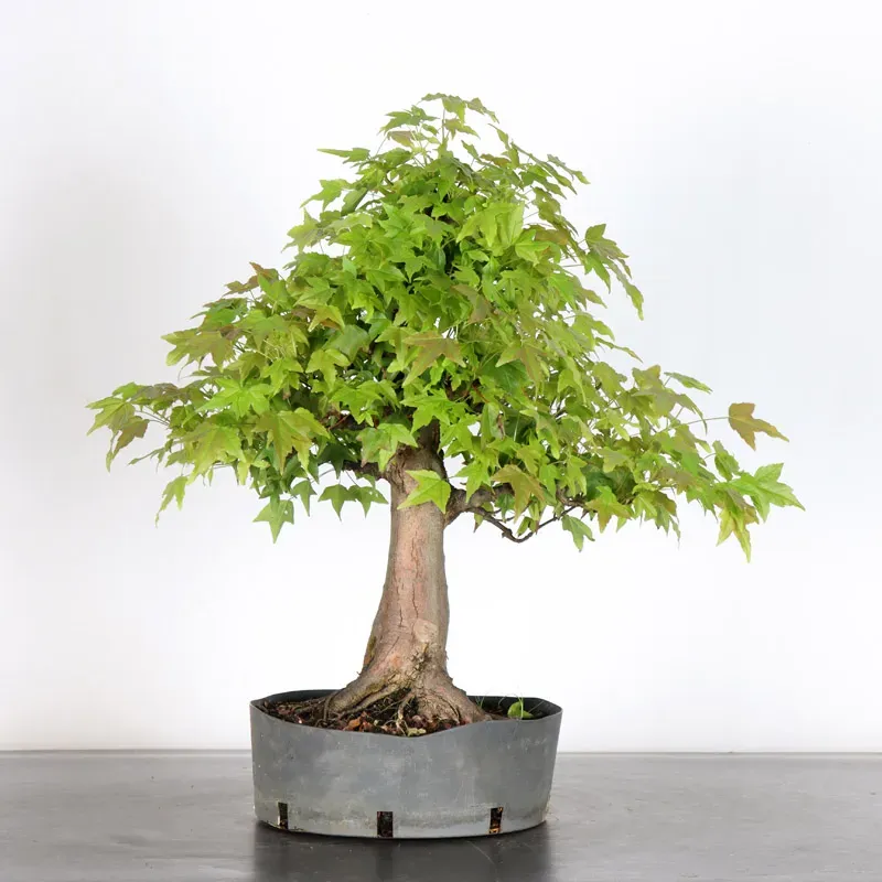 maple "acer buergerianum" 3-22