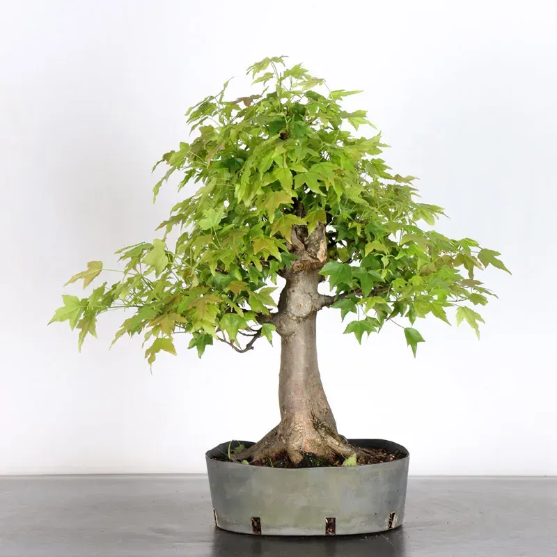 image supplémentaire - érable "acer buergérianum"...