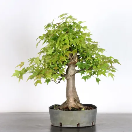 image supplémentaire - maple "acer buergerianum" 3-22