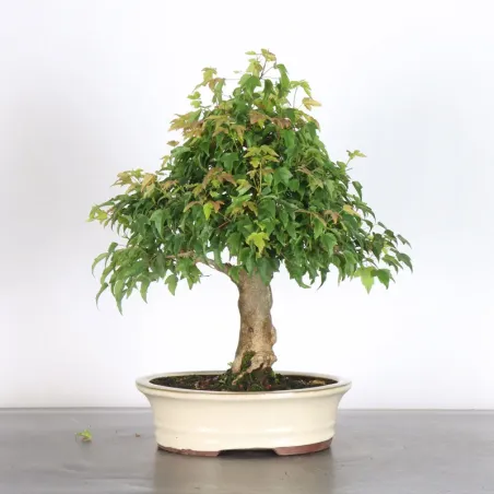 Maple "ACER BUERGERIANUM" 1-11
