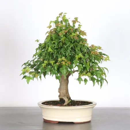 image supplémentaire - Maple "ACER BUERGERIANUM" 1-11