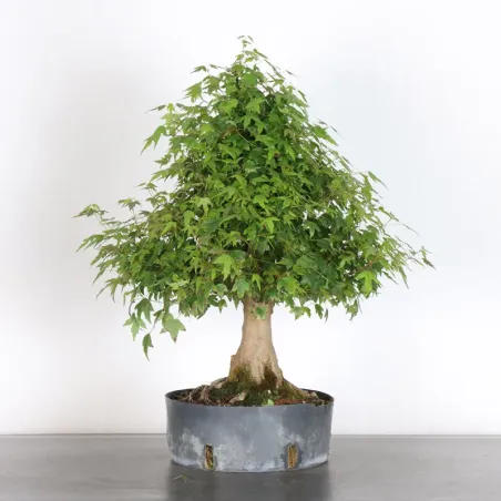 Bonsai Maple Burger AB-1-19
