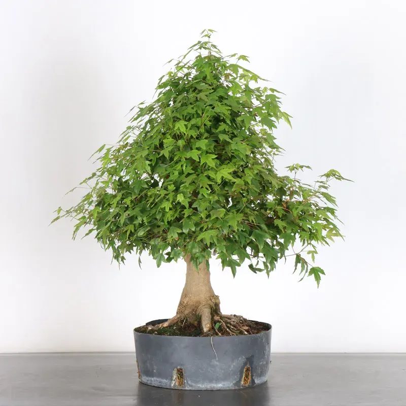 image supplémentaire - Érable "ACER BUERGERIANUM"...