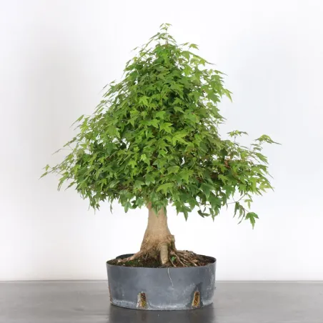 image supplémentaire - Maple "ACER BUERGERIANUM" 1-19