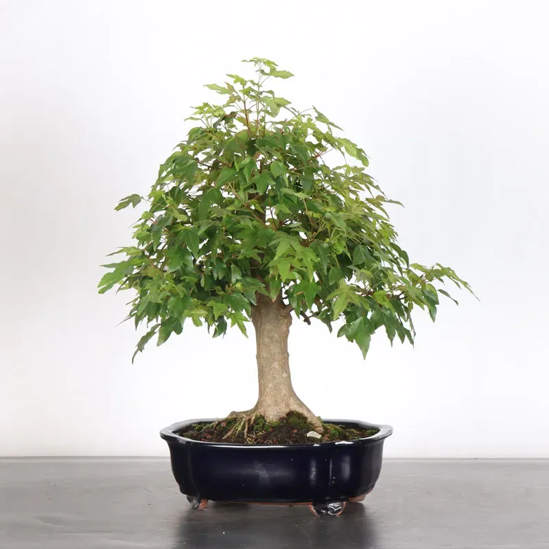 image supplémentaire - Érable "ACER BUERGERIANUM"...