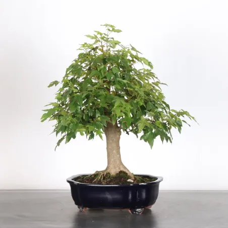 image supplémentaire - Érable "ACER BUERGERIANUM"...