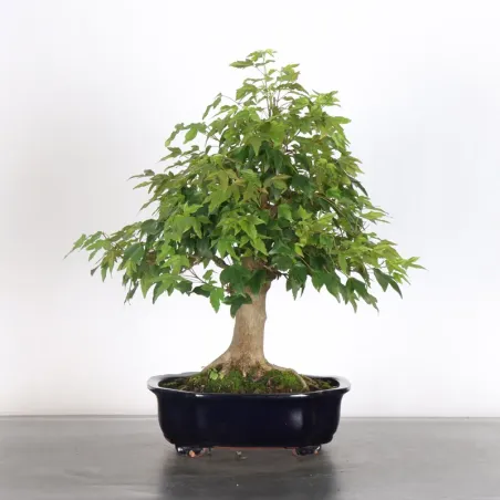 Bonsai Maple Burger AB-1-18