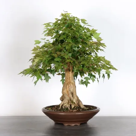 Bonsai Maple Burger AB-3-9