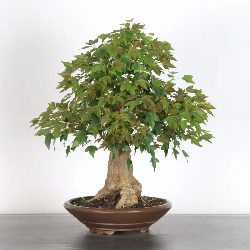 image supplémentaire - Érable "ACER BUERGÉRIANUM" 3-9