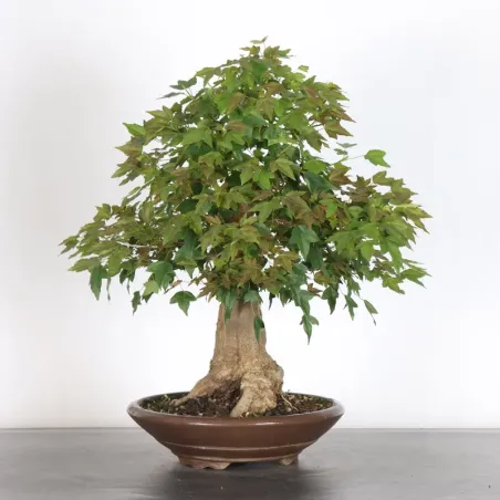 image supplémentaire - Érable "ACER BUERGÉRIANUM" 3-9