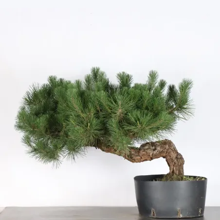 image supplémentaire - BONSAI PINUS THUNBERGII 3-10