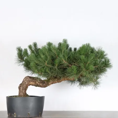 BONSAI PINUS THUNBERGII 3-10