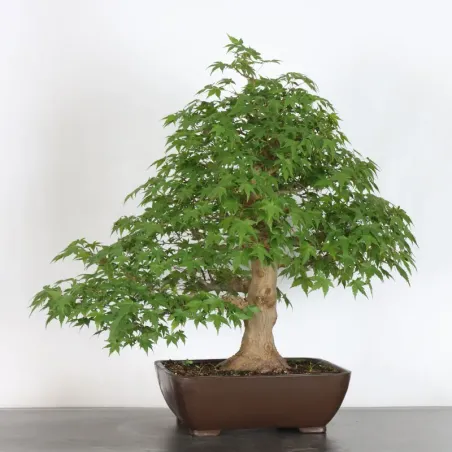 image supplémentaire - JAPANESE MAPLE "ACER...