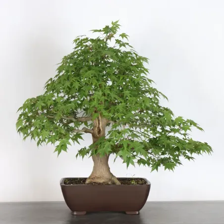 JAPANESE MAPLE "ACER PALMATUM" 2-17