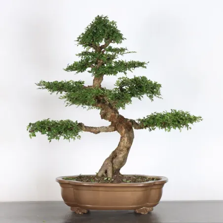Bonsai Orme de Chine OR-2-15