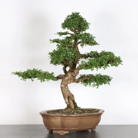 image supplémentaire - Chinese elm "ulmus...