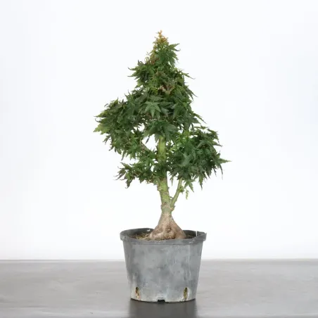 JAPANESE MAPLE "ACER PALMATUM KOTO HIME" 1-13